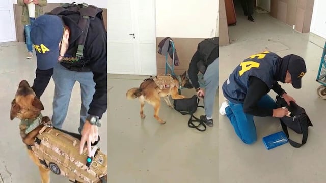El procedimiento que comenzó con el hallazgo de Aquiles permitió desbaratar a una banda narco en San Rafael que traía droga desde Buenos Aires.