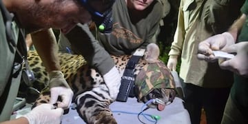 Capturan a una yaguareté para seguimiento y protección en la Península Andresito.