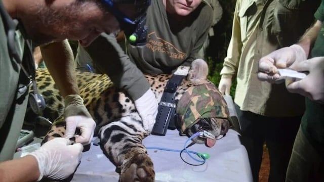 Capturan a una yaguareté para seguimiento y protección en la Península Andresito.