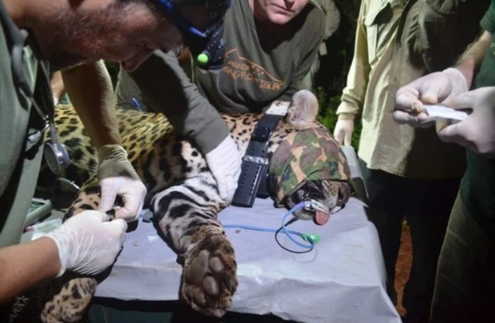 Capturan a una yaguareté para seguimiento y protección en la Península Andresito