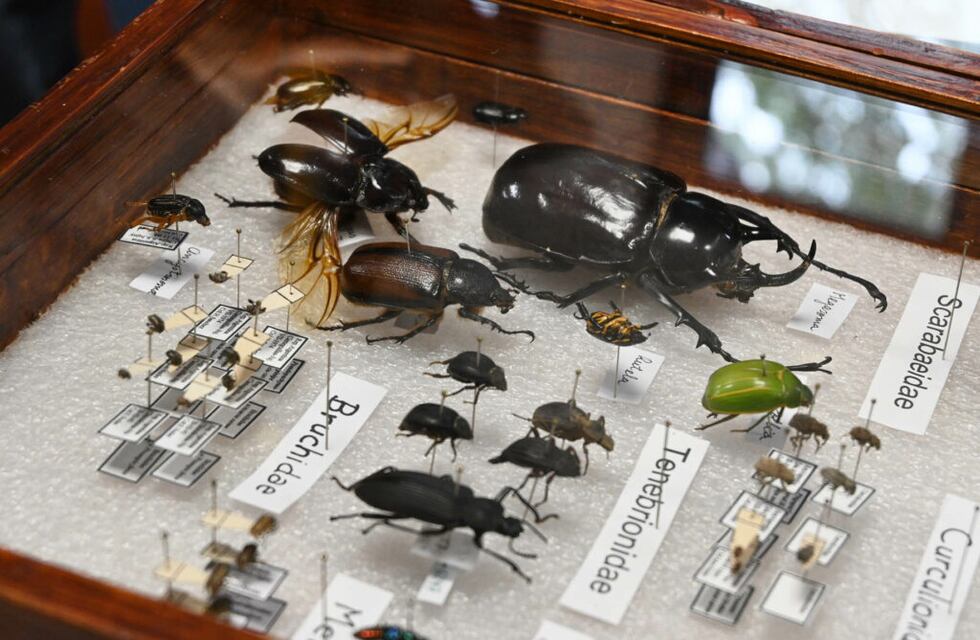 San Salvador de Jujuy será parte de La Hora del Planeta, este sábado