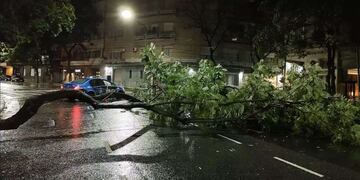 La tormenta de esta madrugada dejó varios destrozos y gran cantidad de árboles caídos.
