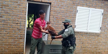 Puerto Rico: rescataron un venado herido al costado de la ruta 12