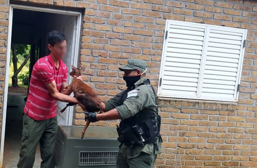 Puerto Rico: rescataron un venado herido al costado de la ruta 12