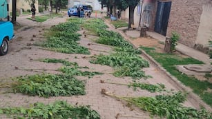Monte Buey. Acudieron por una denuncia de maltrato animal y hallaron una plantación de marihuana. (Gentileza)
