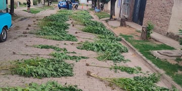 Monte Buey. Acudieron por una denuncia de maltrato animal y hallaron una plantación de marihuana. (Gentileza)