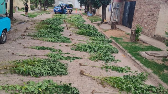 Monte Buey. Acudieron por una denuncia de maltrato animal y hallaron una plantación de marihuana. (Gentileza)