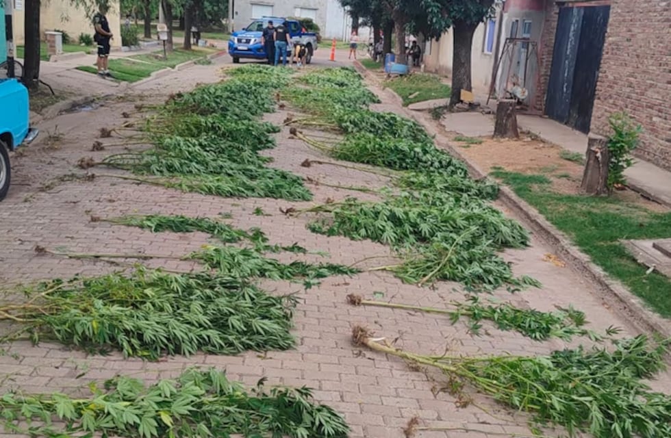 Una denuncia por maltrato animal destapó una enorme plantación de marihuana en Córdoba