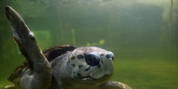 El tortugo Jorge ya viaja desde Mendoza rumbo a Mar del Plata (Télam/Ramiro Gómez).