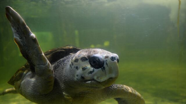 El tortugo Jorge ya viaja desde Mendoza rumbo a Mar del Plata (Télam/Ramiro Gómez).