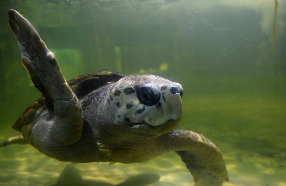 El tortugo Jorge ya vuela desde Mendoza rumbo a Mar del Plata