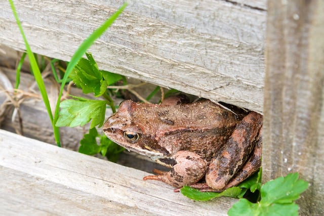 Podemos armarle a los sapos casitas bajo las luces del jardín: por las madrugadas tendrán vía libre para cazar mariposas, grillos, cascarudos y otros insectos.