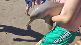 Mar del Tuyú: un grupo de turistas sacó a un delfín del agua y el animal murió. (Facebook)