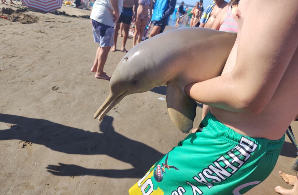 Indignación: un delfín murió tras ser sacado del agua por un turista en Mar del Tuyú
