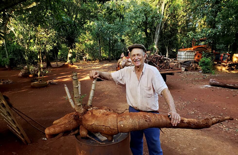 Andresito: un productor cosechó una mandioca gigante de 20 kilos
