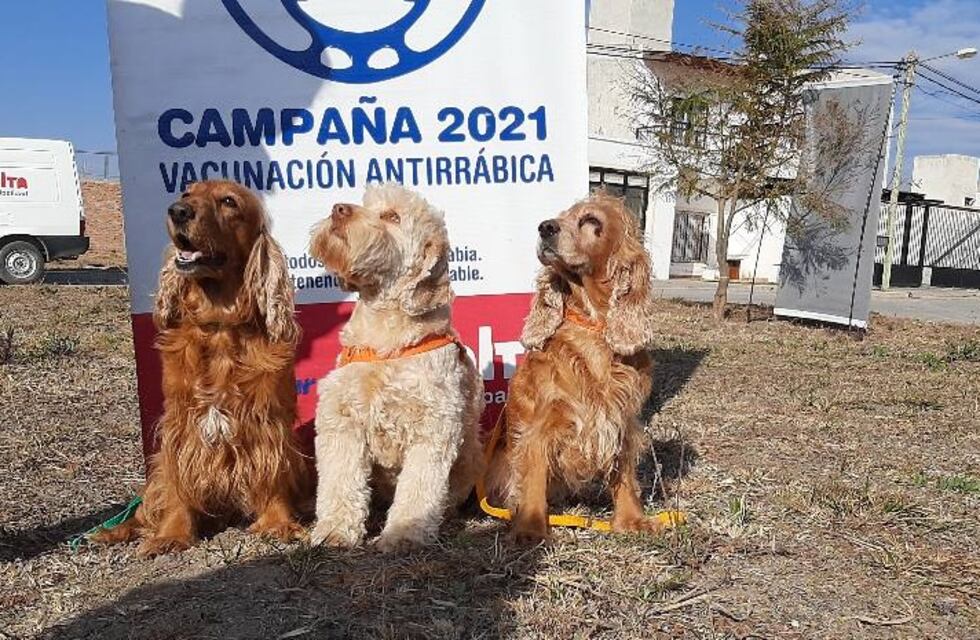 Avanza la campaña de vacunación antirrábica en la ciudad de Salta