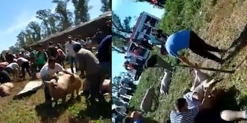 El vehículo transportaba chanchos para la faena, y fueron llevados por los vecinos del lugar.