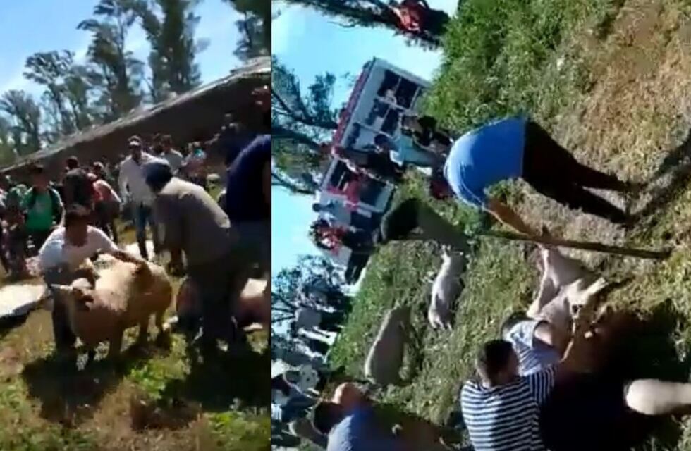 Descontrolados: volcó un camión en Córdoba con chanchos y vecinos se agolparon para llevárselos