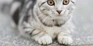 Una gata fue abandonada por estar enferma (Imagen ilustrativa - Flickr).