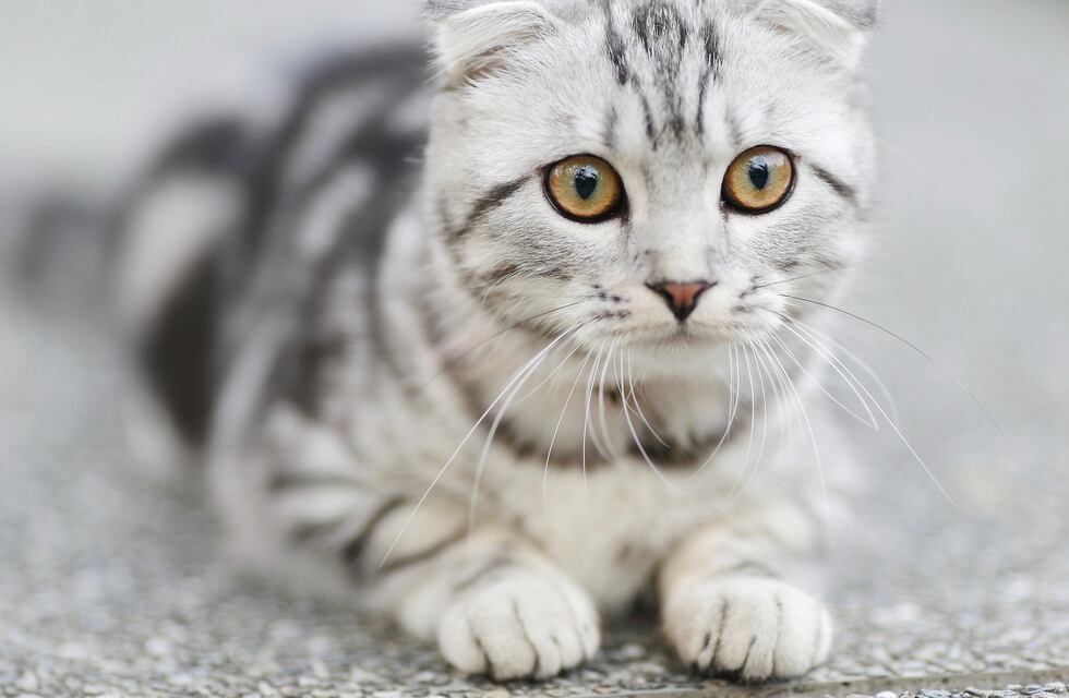 Se enteraron que su gata tenía cáncer y la abandonaron: voluntarios le buscan un hogar