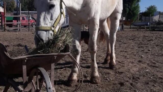 Durante años sufrió maltrato animal, desde ahora puede tener una nueva vida.