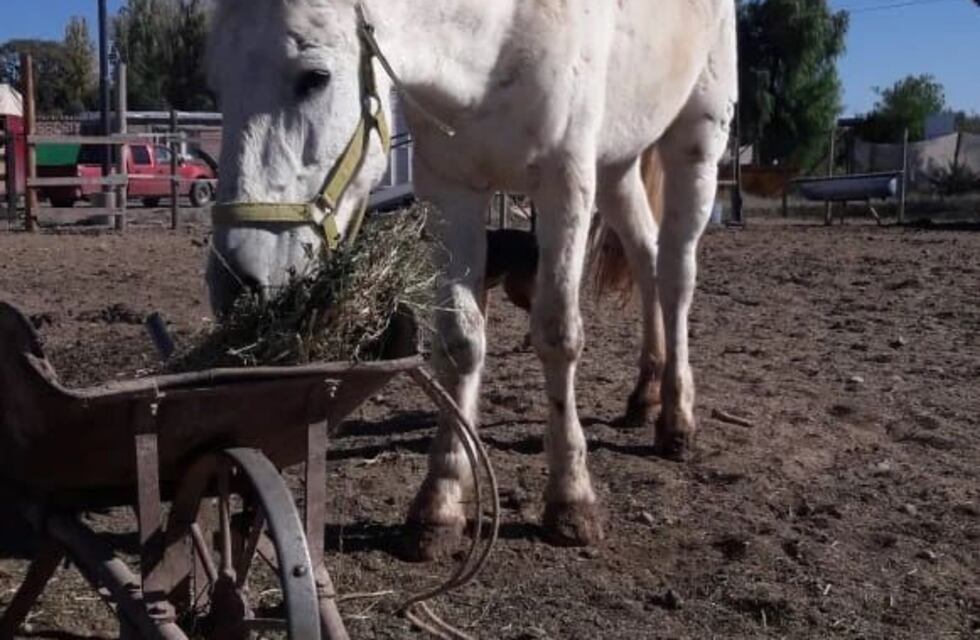Simona, una vida de maltrato: fue rescatada por Pempa y ahora necesita de ayuda para sanar sus heridas