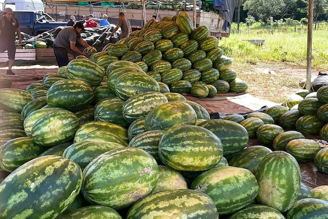 Ruiz de Montoya celebra la 15ª Fiesta Provincial de la Sandía en un nuevo predio natural.