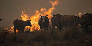 Especialistas detallan que lo que se necesita es alimento para los animales luego de los incendios (AP Photo).