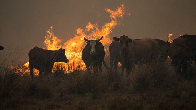 Especialistas detallan que lo que se necesita es alimento para los animales luego de los incendios (AP Photo).