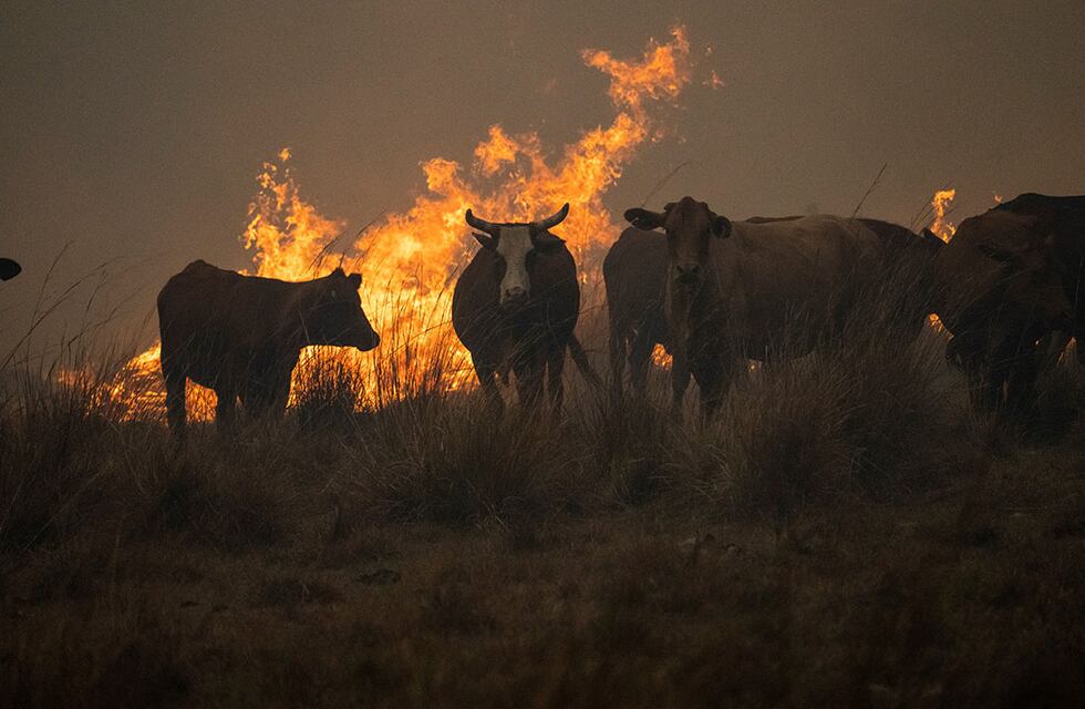 Veterinaria advierte que los hospitales de campaña para animales en Iberá son una estafa