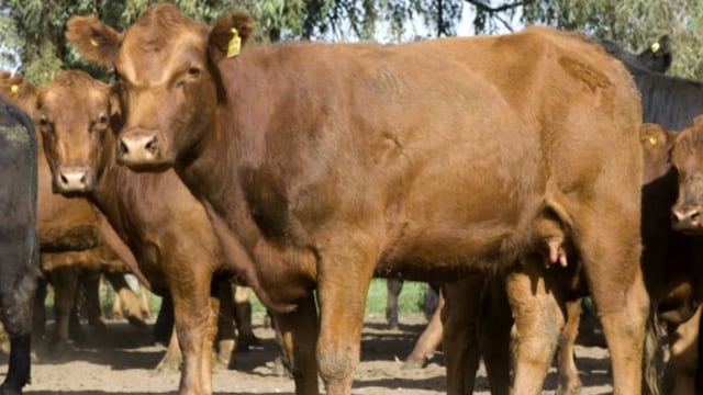 Eldorado: productor del agro denuncia el robo de cientos de cabezas de ganado. Archivo. Imagen ilustrativa.