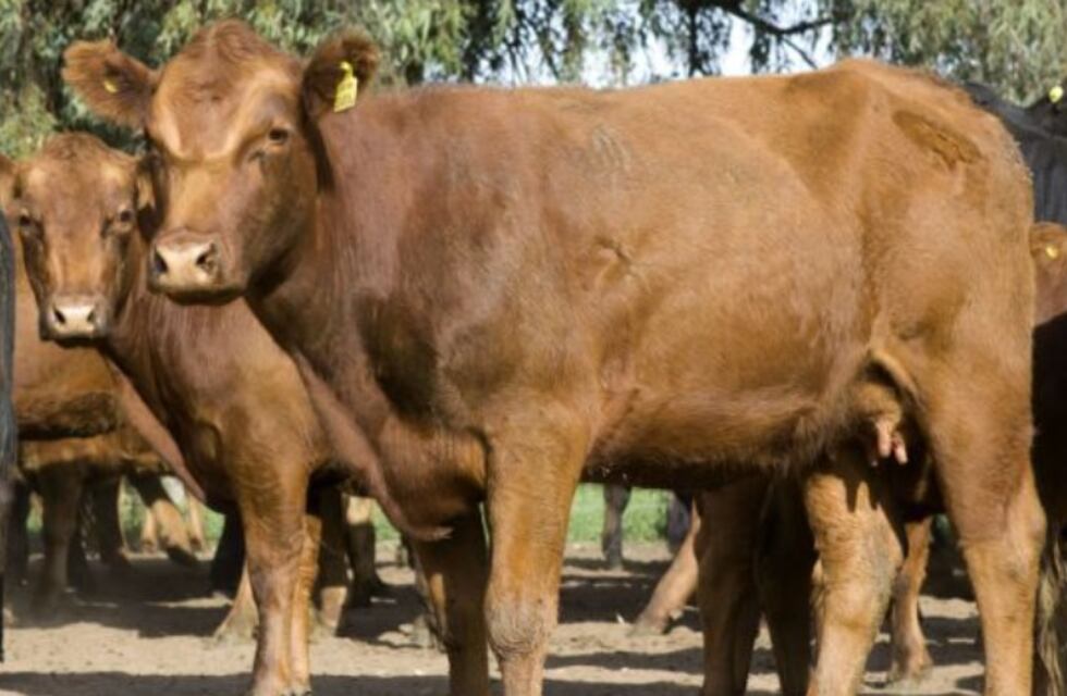 Eldorado: productor del agro denuncia el robo de cientos de cabezas de ganado