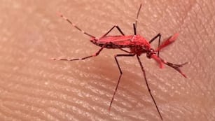 Estos “mosquitos rojos” no son una especie natural, sino una creación biotecnológica diseñada para interrumpir el ciclo reproductivo de los mosquitos transmisores del dengue. (Imagen web)