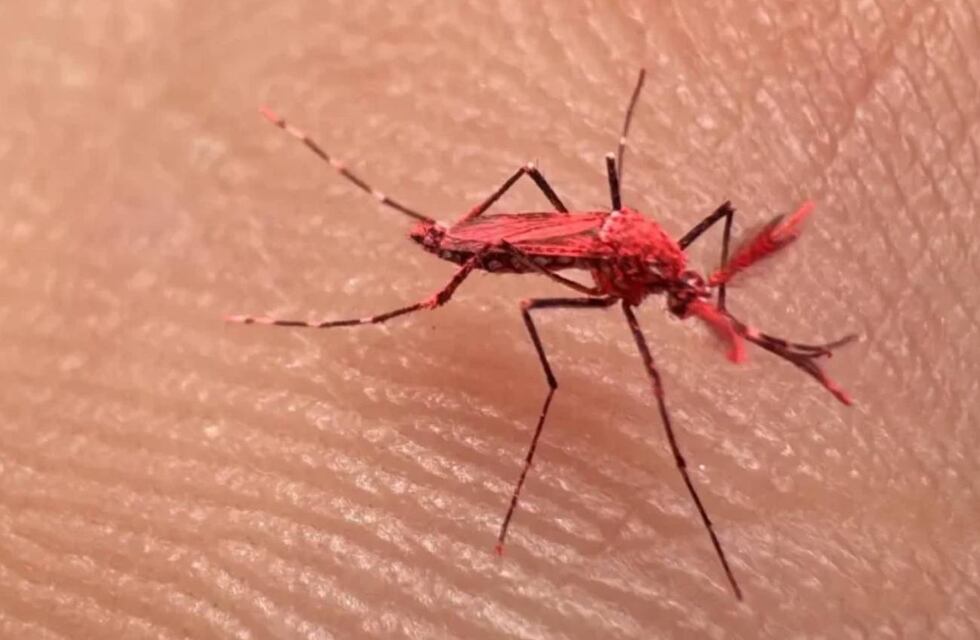 Dengue: la verdadera razón por la que no hay que matar a los mosquitos rojos