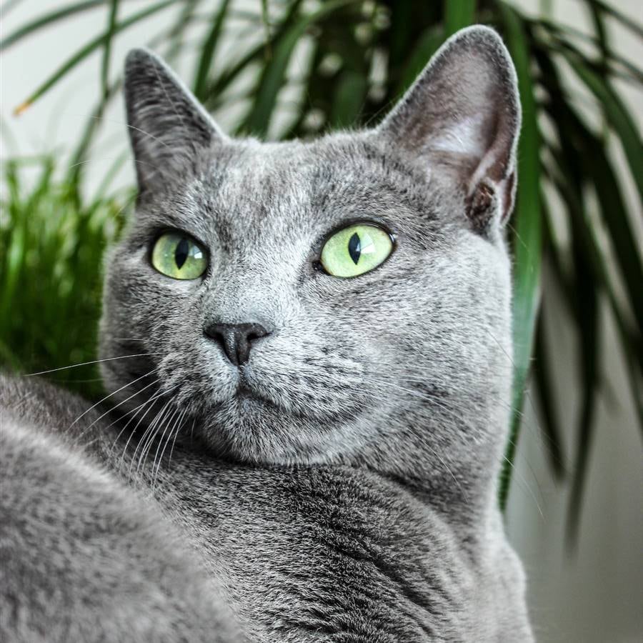 El gato viral que sorprendió en redes y generó debate ¿Es de color azul?