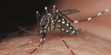 Preocupa en Argentina el brote histórico de dengue que ya mató a 119 personas este año.