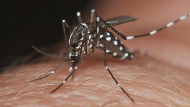 Preocupa en Argentina el brote histórico de dengue que ya mató a 119 personas este año.