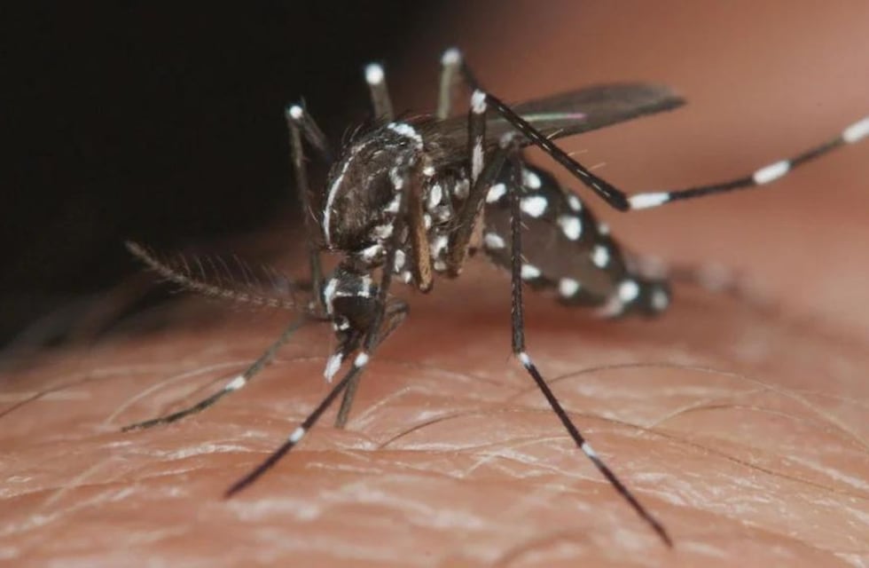 Dengue: cuánto tiempo duran los síntomas y cómo se contagia