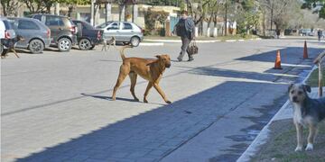 Perros callejeros (imagen ilustrativa).