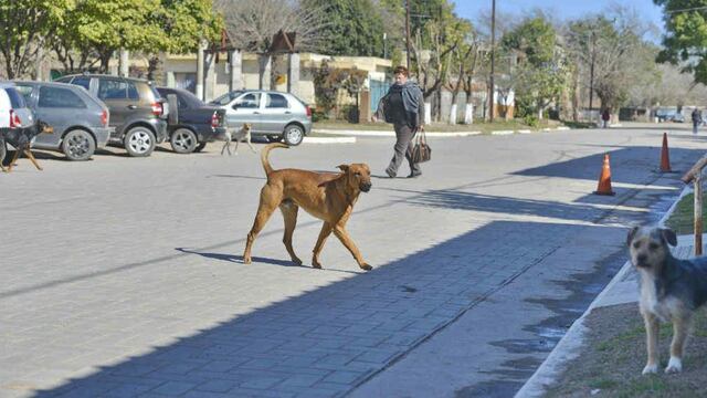 Perros callejeros (imagen ilustrativa).