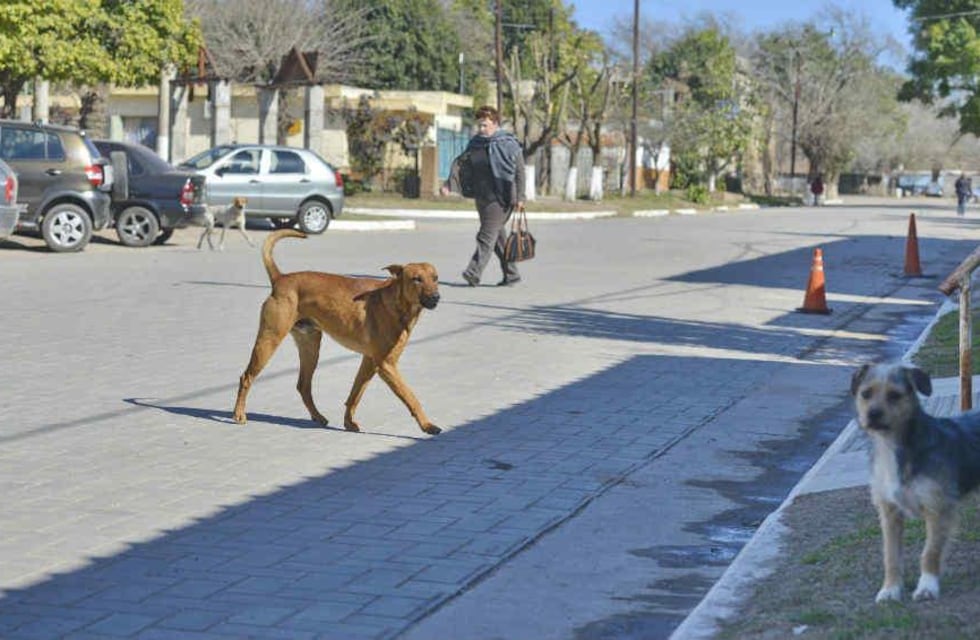 Río Cuarto: mató a un perro para defender a su hijo y el fiscal dice que fue justificado
