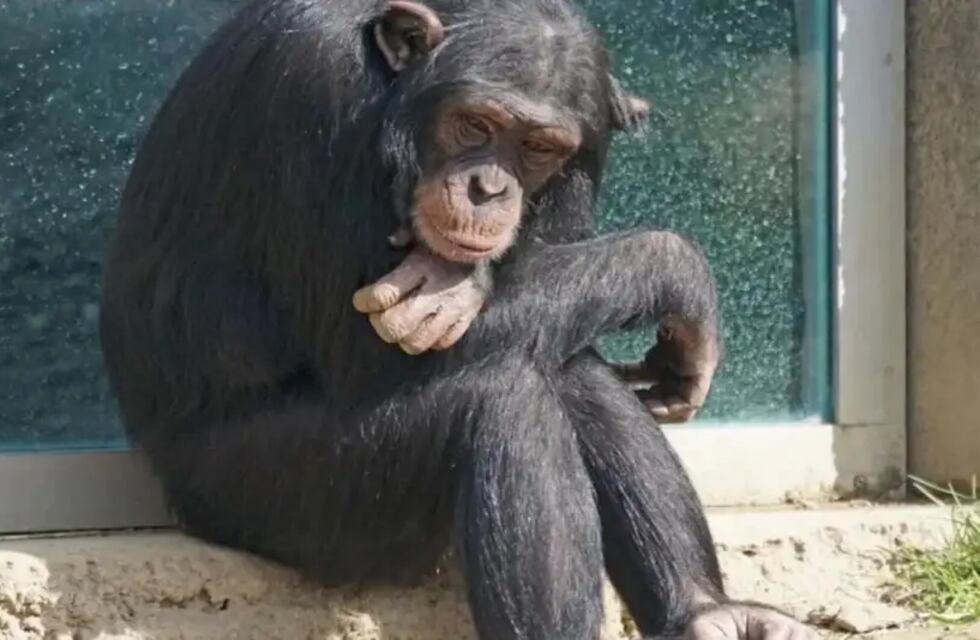 Río Negro: piden el traslado del mono Toti para que no “muera de tristeza”