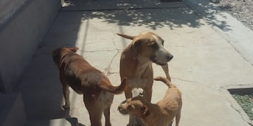 La investigación conduce a la presunción de que el imputado Matías Jurado habría puesto restos humanos en recipientes de alimento para mascotas. (Imagen ilustrativa)