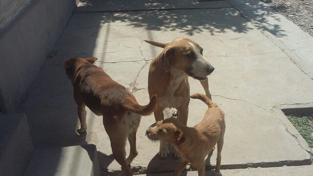 La investigación conduce a la presunción de que el imputado Matías Jurado habría puesto restos humanos en recipientes de alimento para mascotas. (Imagen ilustrativa)