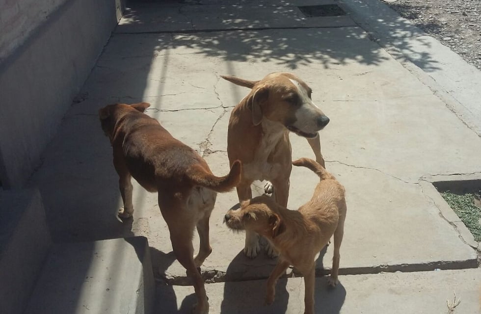 Confirmado: había restos humanos donde comían los perros de Matías Jurado