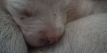 Son muchos los animales de la ciudad de Salta que buscan un hogar cálido este invierno.