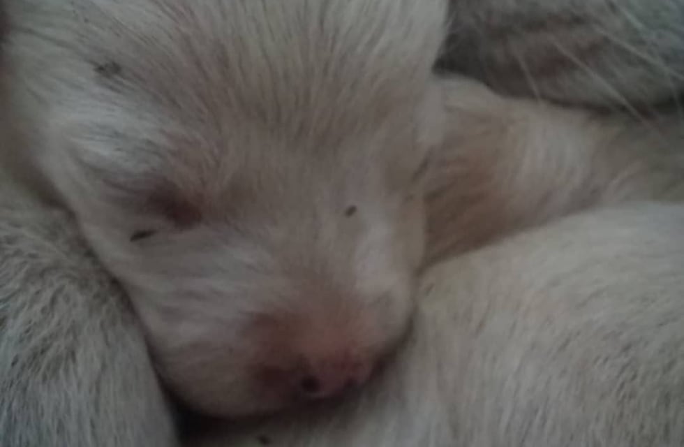 El Centro de Adopciones de Salta busca adoptantes para distintos animales