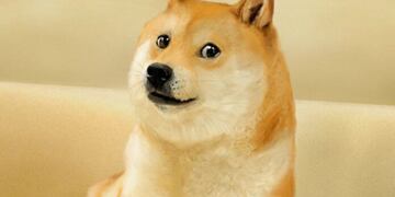 Doge es un perro Shiba Inu del meme de Internet.