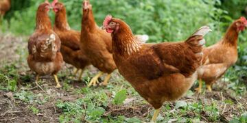 En cuestión de minutos, la foto del gallinero de OVNI de la ciudadana de City Bell se viralizó en Facebook.