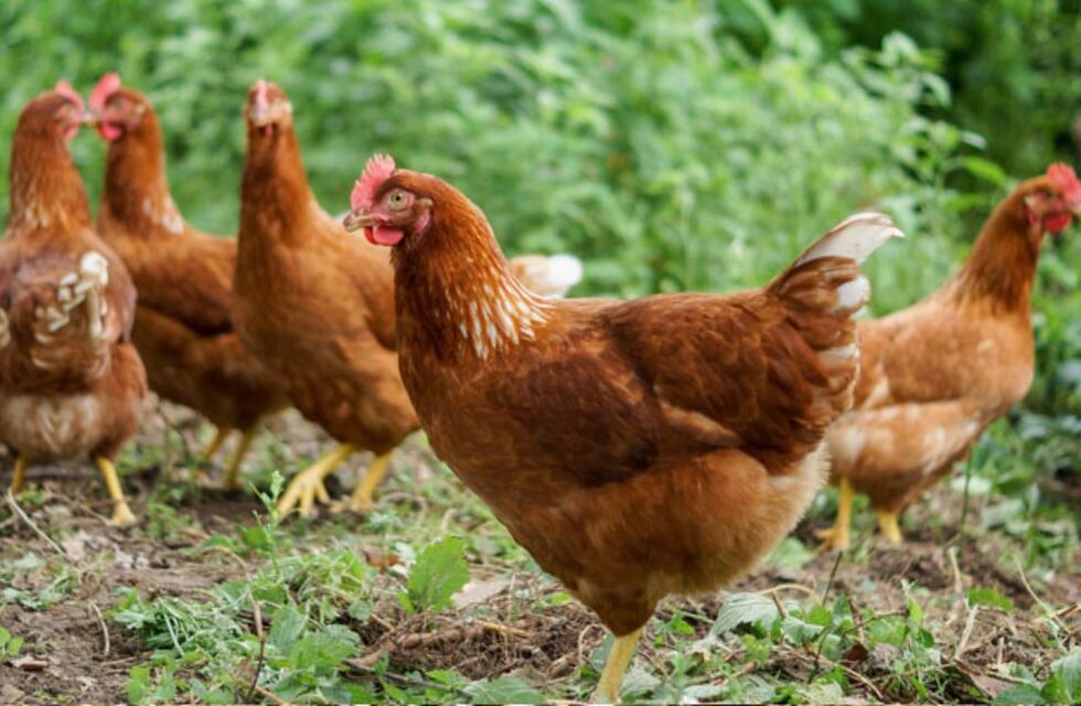 De otro planeta: el sorprendente gallinero con forma de OVNI de La Plata que se volvió viral